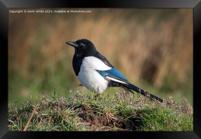 Magpie in the long grass Framed Print by Kevin White