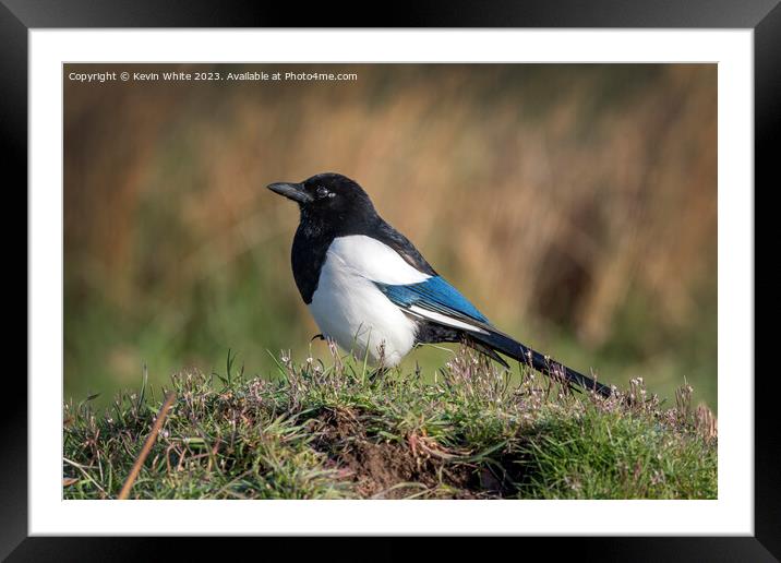 Magpie in the long grass Framed Mounted Print by Kevin White