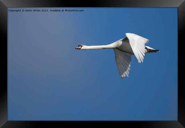 Mute swan gliding through the air Framed Print by Kevin White