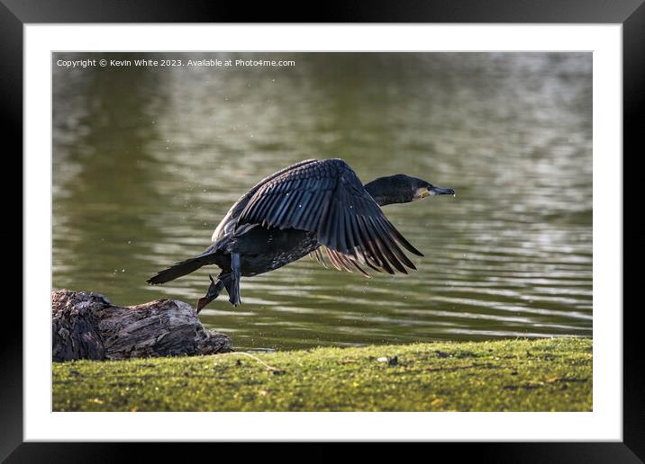 Cormorant flying off after eating Framed Mounted Print by Kevin White