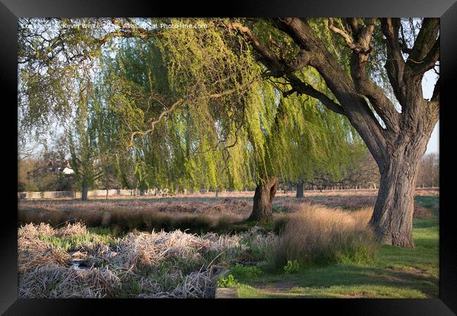 Magnificent Weeping Willow trees Framed Print by Kevin White