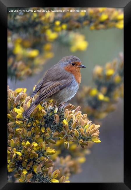 Red Robin in the springtime Framed Print by Kevin White
