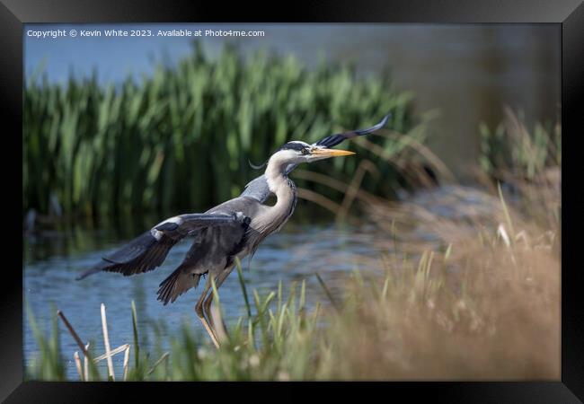 Grey heron about to land Framed Print by Kevin White