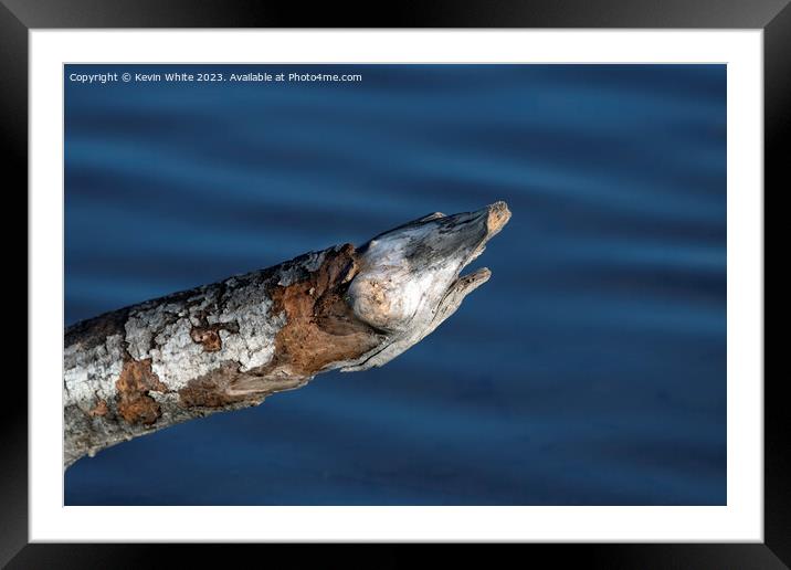 Log in pond Pike lookalike Framed Mounted Print by Kevin White