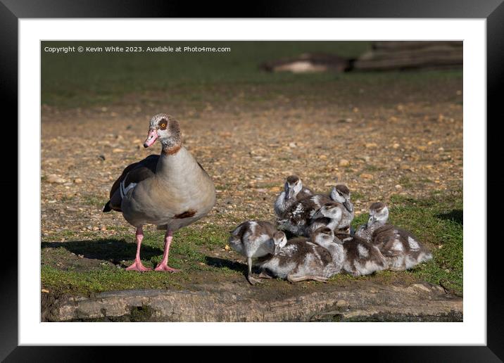 Egyptian goose keeping a watchful eye on her brood Framed Mounted Print by Kevin White