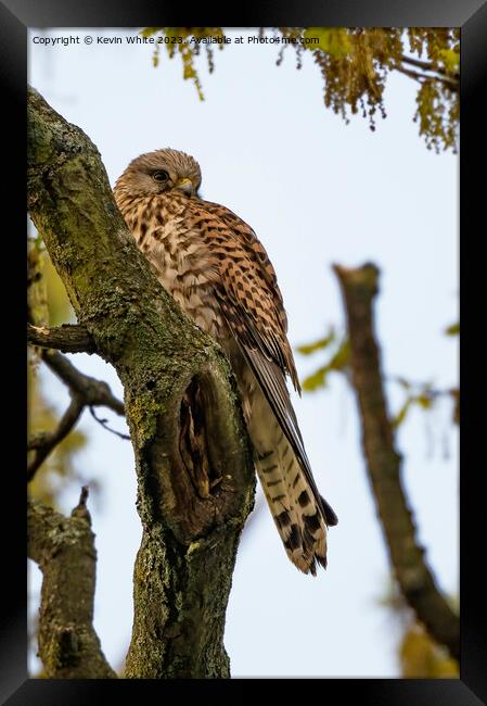 Wild Kestrel resting on old tree Framed Print by Kevin White