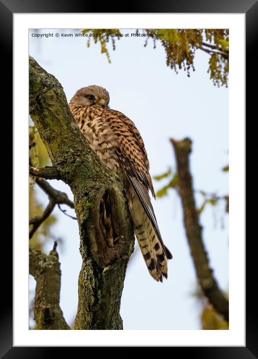 Wild Kestrel resting on old tree Framed Mounted Print by Kevin White