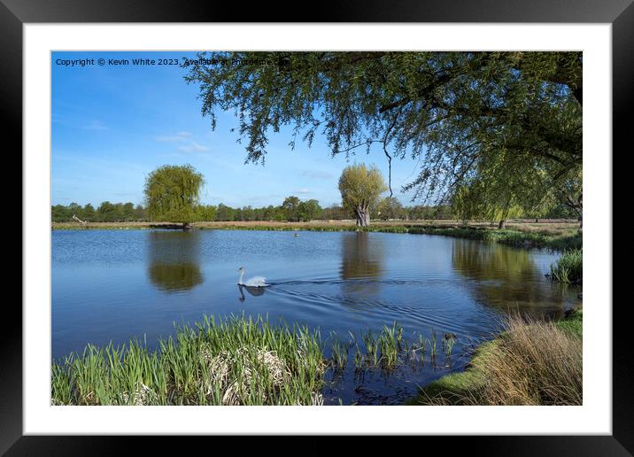 Single swan early morning at Bushy Park Framed Mounted Print by Kevin White