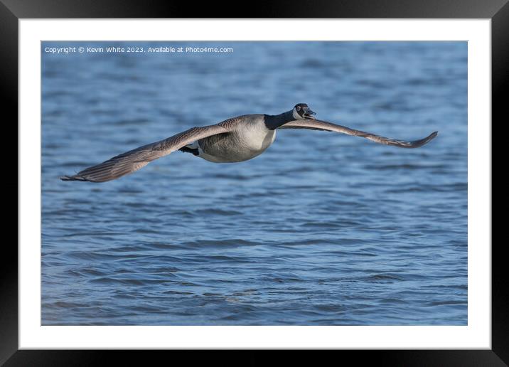 Canada goose gliding across the water Framed Mounted Print by Kevin White
