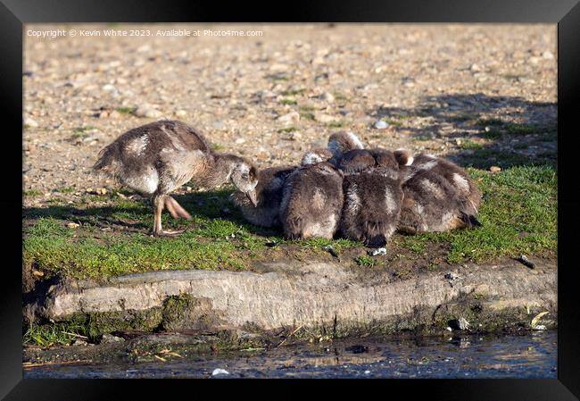 Goslings feels left out of the group Framed Print by Kevin White