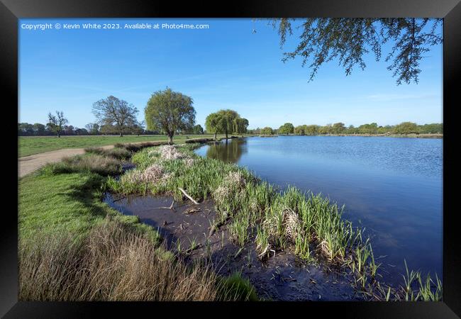 Long grass and reeds growing on the each of a pond Framed Print by Kevin White