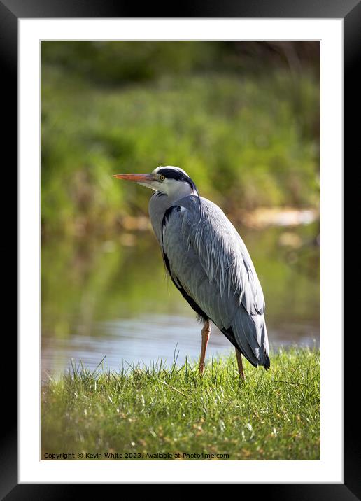 Grey Heron just standing relaxing beside the stream Framed Mounted Print by Kevin White