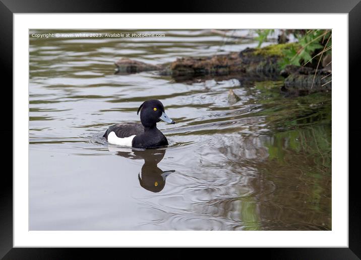 Tufted Duck swimming back to nest Framed Mounted Print by Kevin White