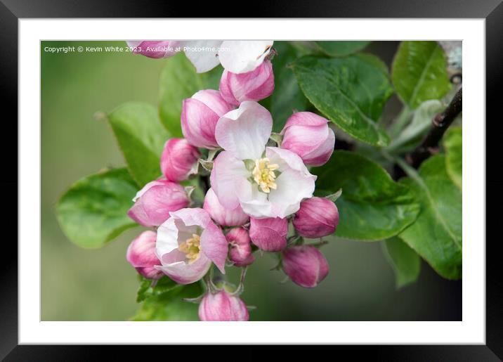 Apple blossom triggers the start of summer Framed Mounted Print by Kevin White