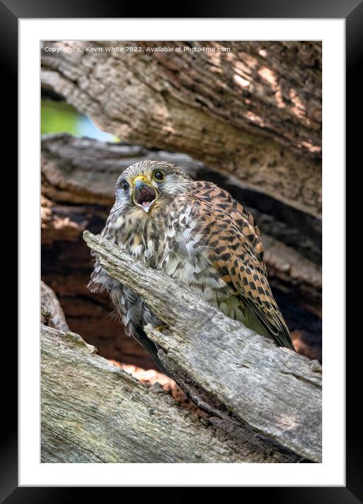 Common kestrel calling from tree nest Framed Mounted Print by Kevin White