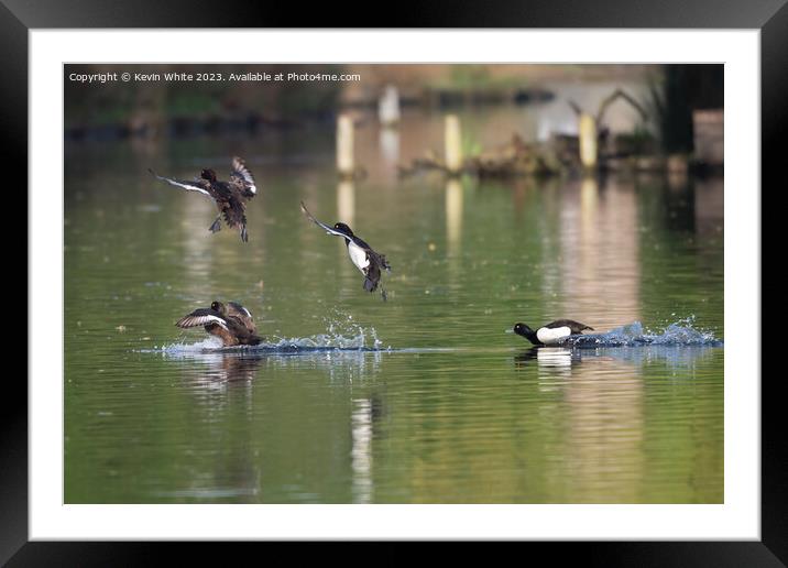 Group of tufted ducks flying around Framed Mounted Print by Kevin White