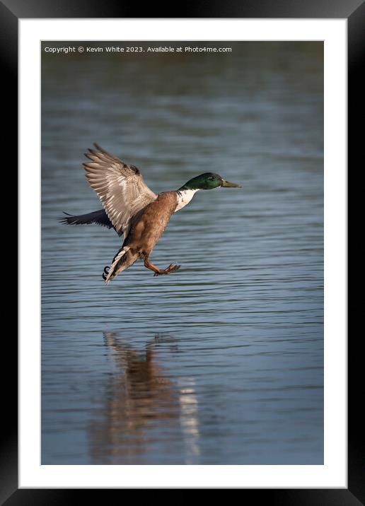Mallard duck coming into splash landing Framed Mounted Print by Kevin White
