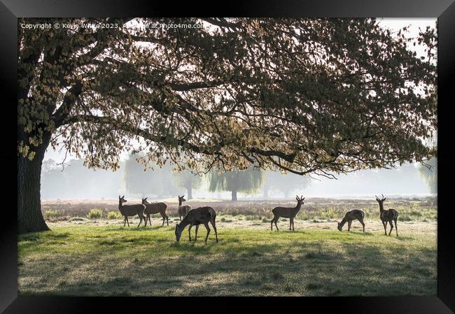Herd of deer in silhouette from morning sun Framed Print by Kevin White