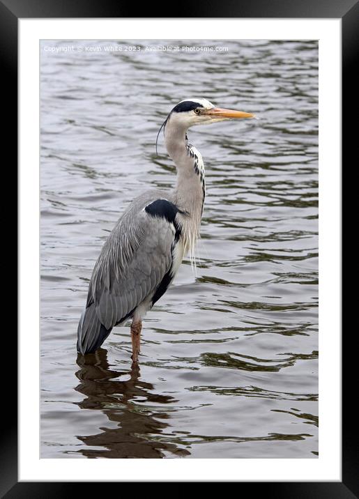 Grey Heron wading through shallow water Framed Mounted Print by Kevin White