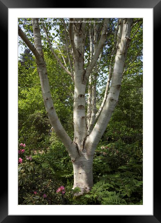 Beautiful bark of the silver birch tree Framed Mounted Print by Kevin White
