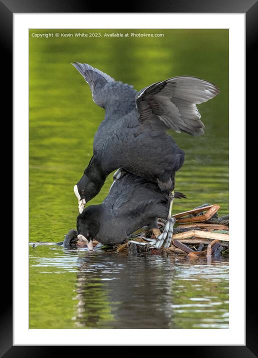 Coots mating in the spring Framed Mounted Print by Kevin White