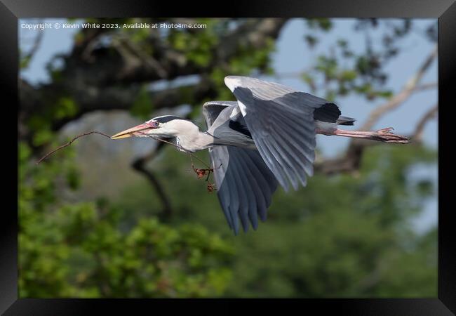 Grey Heron flying with nesting material in beak Framed Print by Kevin White