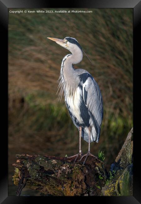 Grey heron has spotted something in the sky Framed Print by Kevin White