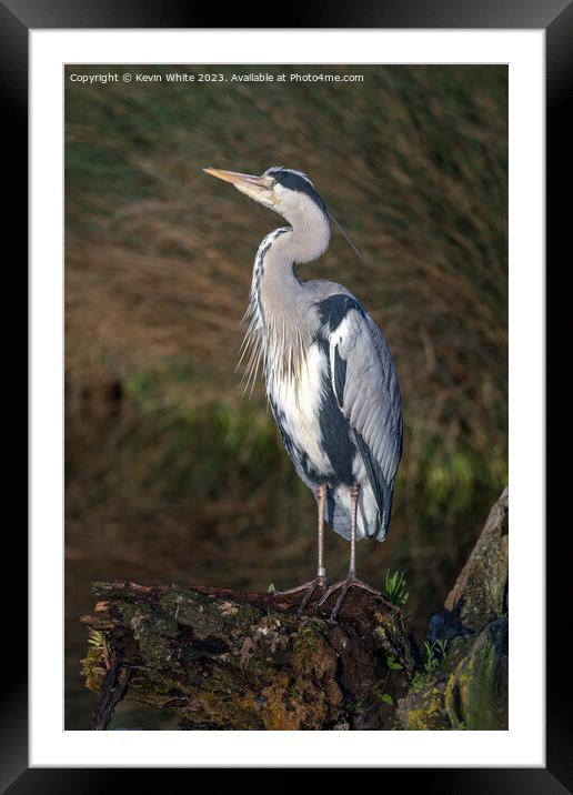 Grey heron has spotted something in the sky Framed Mounted Print by Kevin White