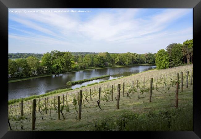 Vineyard at Painshill Park Gardens in Surrey Framed Print by Kevin White