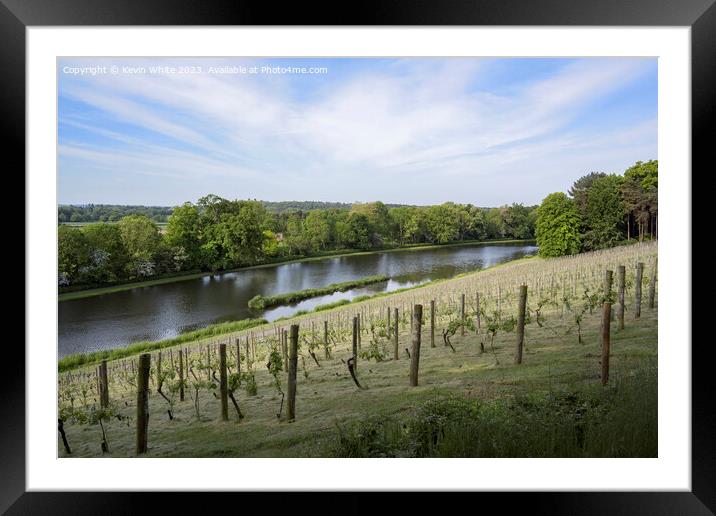 Vineyard at Painshill Park Gardens in Surrey Framed Mounted Print by Kevin White