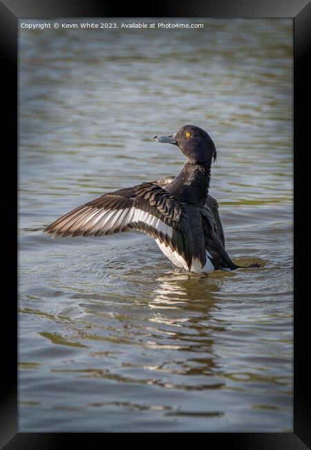 Tufted duck spreading his wings Framed Print by Kevin White