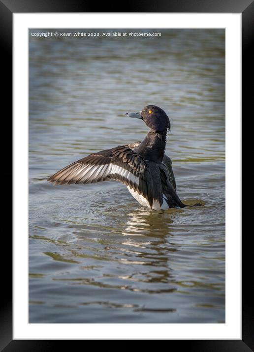 Tufted duck spreading his wings Framed Mounted Print by Kevin White