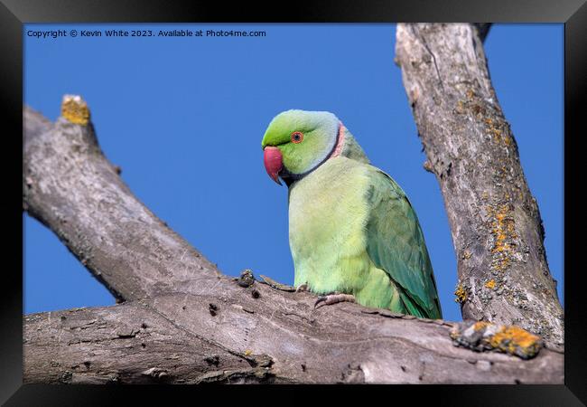 Ring necked parakeet in UK Framed Print by Kevin White