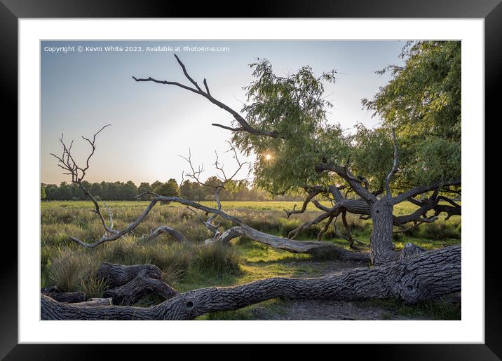 Sun going down behind old fallen Willow tree Framed Mounted Print by Kevin White