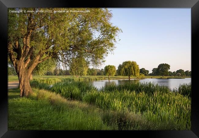 Sunsetting light hitting the tree and reeds on pond Framed Print by Kevin White