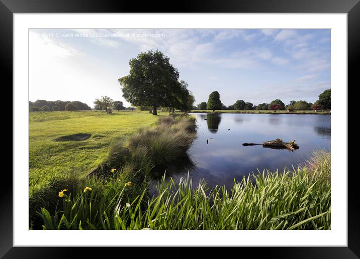 Bright morning sun at Bushy Park in Surrey Framed Mounted Print by Kevin White