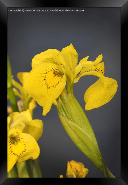 Yellow Iris or Yellow flag wild flower Framed Print by Kevin White