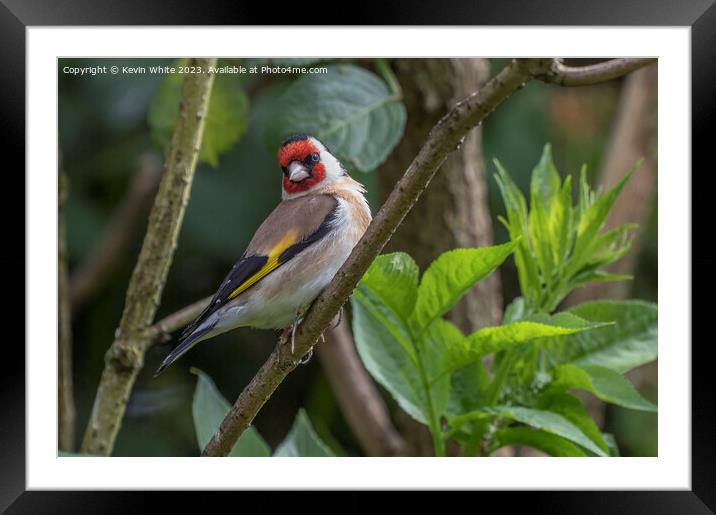 Goldfinch full of beauty and color Framed Mounted Print by Kevin White