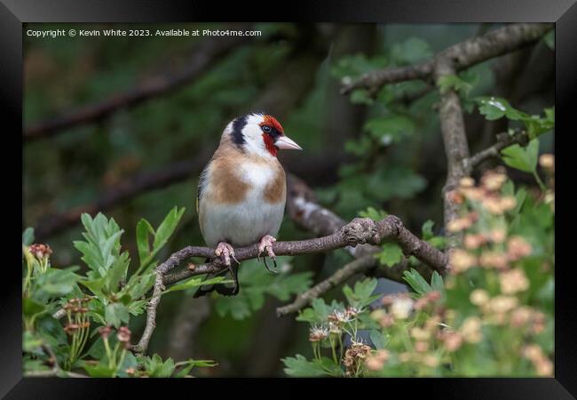 Goldfinch searching for food Framed Print by Kevin White