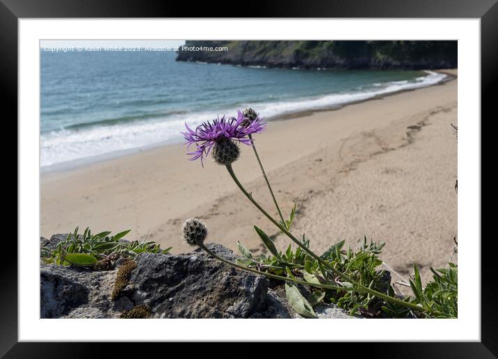 Greater Knapweed growing wild on seaside wall Framed Mounted Print by Kevin White