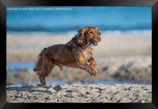 Wet Cocker Spaniel Doggy fun on beach Framed Print by Kevin White