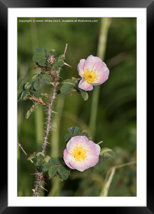 Dog rose growing on the harsh coastlines of Wales Framed Mounted Print by Kevin White