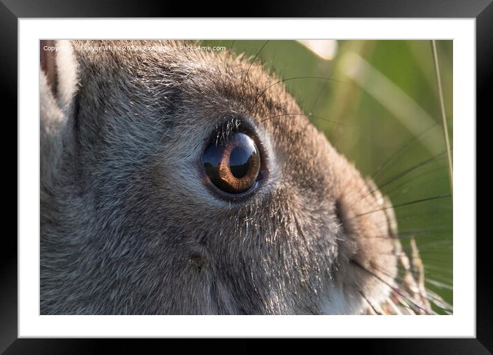 Wild rabbit bright eyes close-up Framed Mounted Print by Kevin White