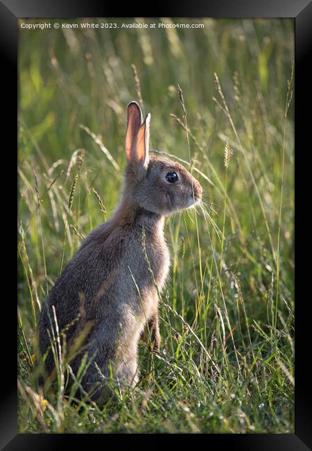 Cute wild bunny rabbit Framed Print by Kevin White