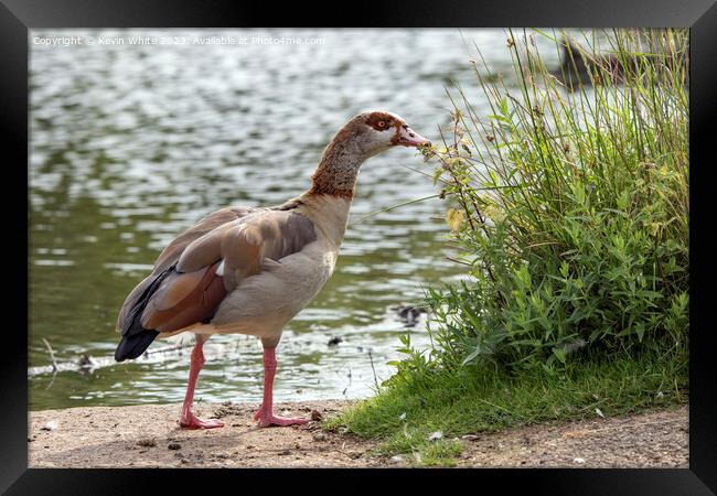 Adult Egyptian goose has found some interesting vegetation Framed Print by Kevin White
