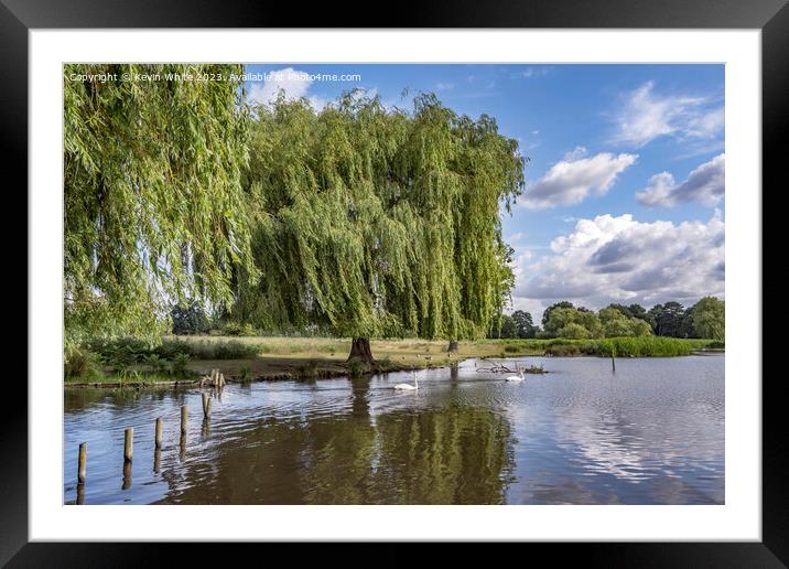 Weeping Willow tree growing on the bank of the pond Framed Mounted Print by Kevin White