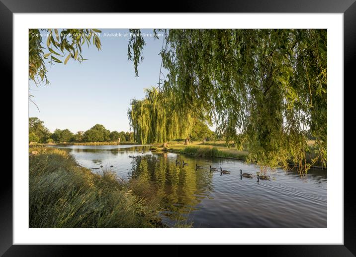 Bright morning sunlight at Bushy Park ponds Framed Mounted Print by Kevin White