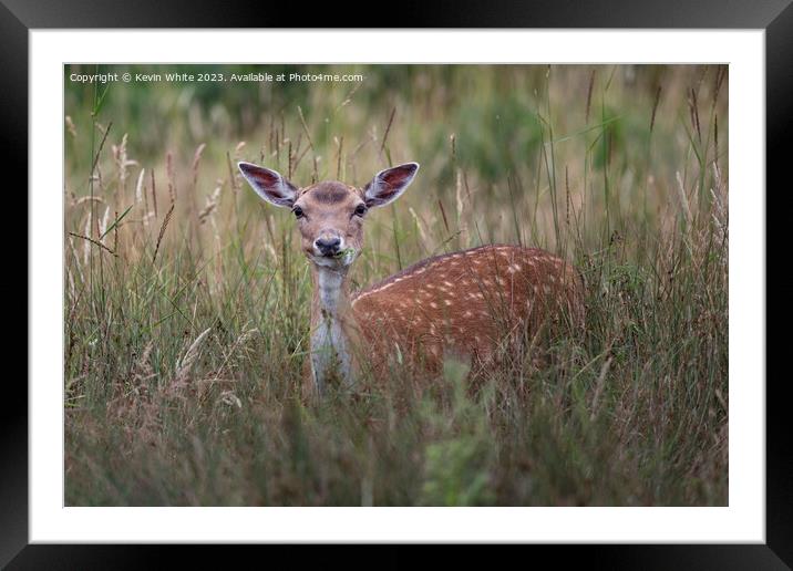 Young fallow deer hiding in the long grass Framed Mounted Print by Kevin White