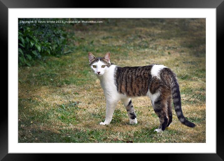 Brown and white tabby cat Framed Mounted Print by Kevin White