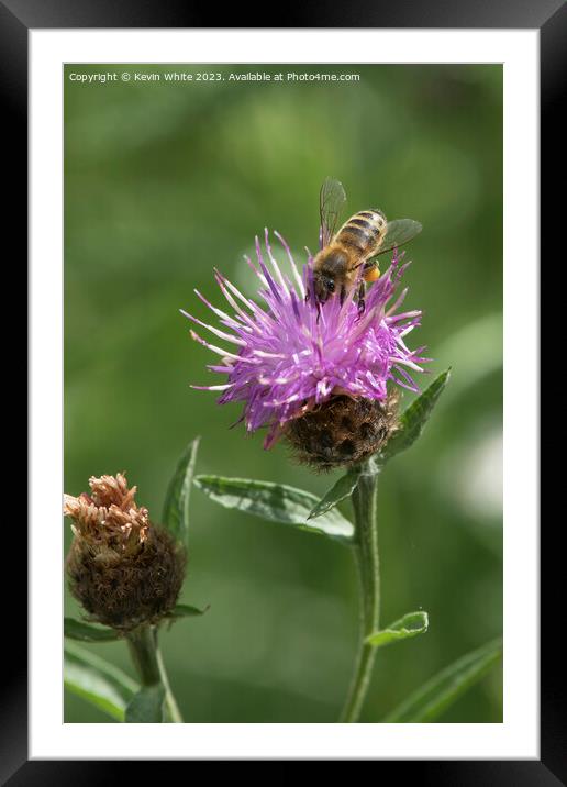Bee loaded heavily with pollen collecting necta from a thistle f Framed Mounted Print by Kevin White